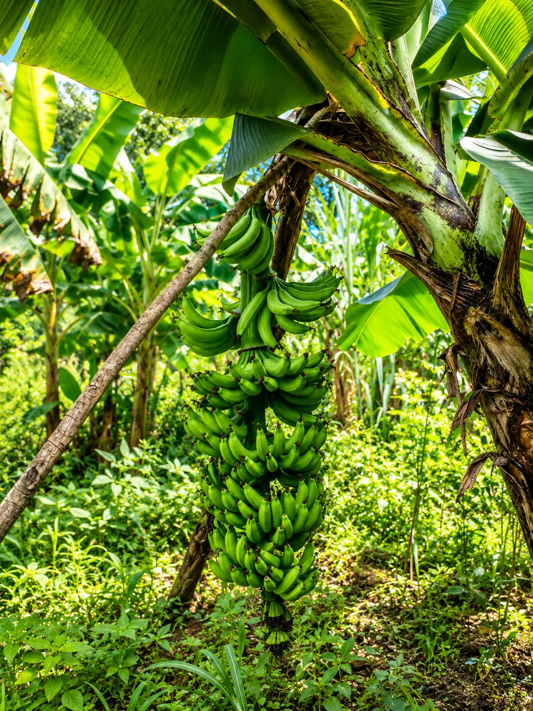 Banana grove at Gitonga's Golden Farm