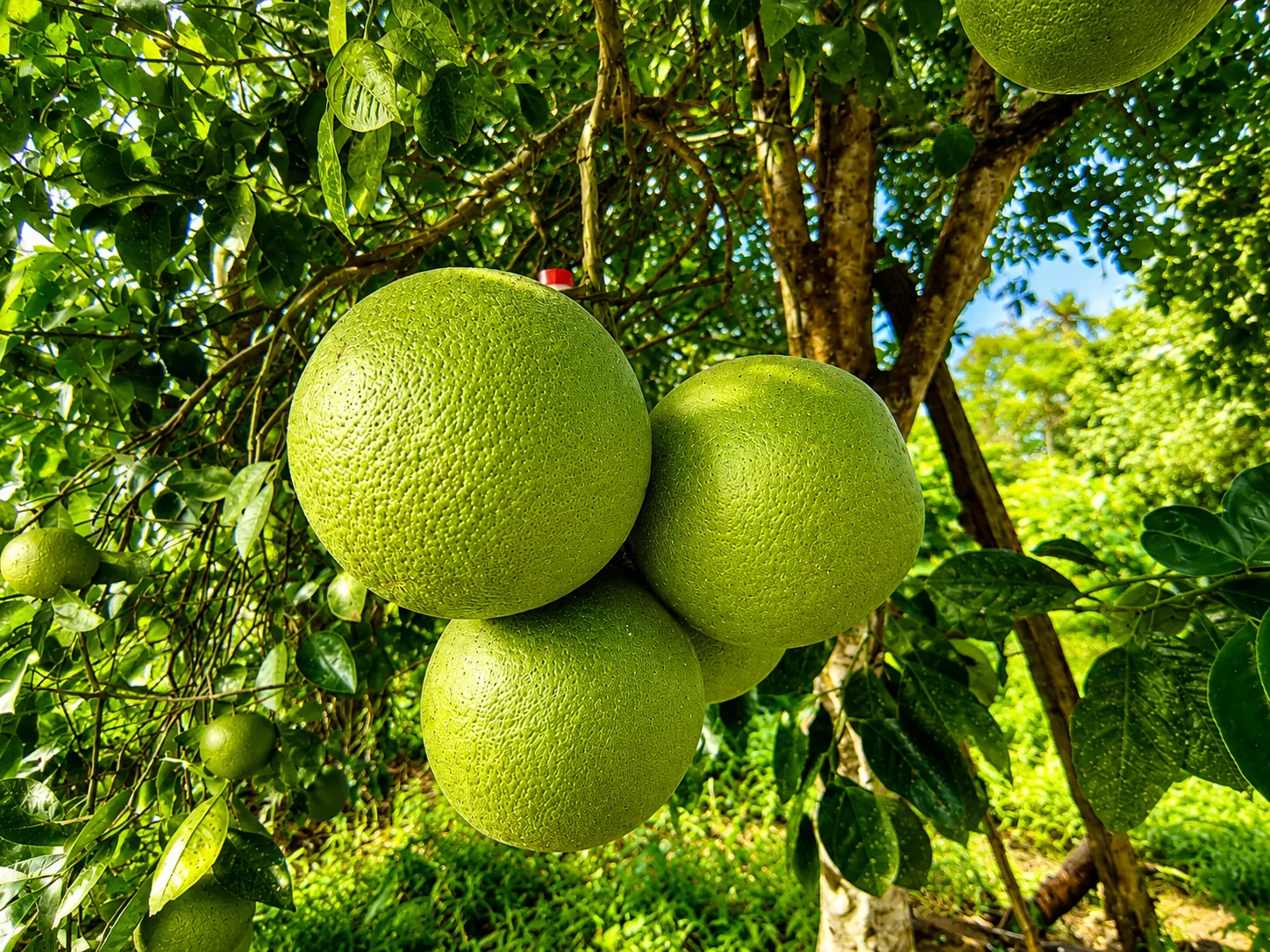 Breadfruit growing in the farm orchard