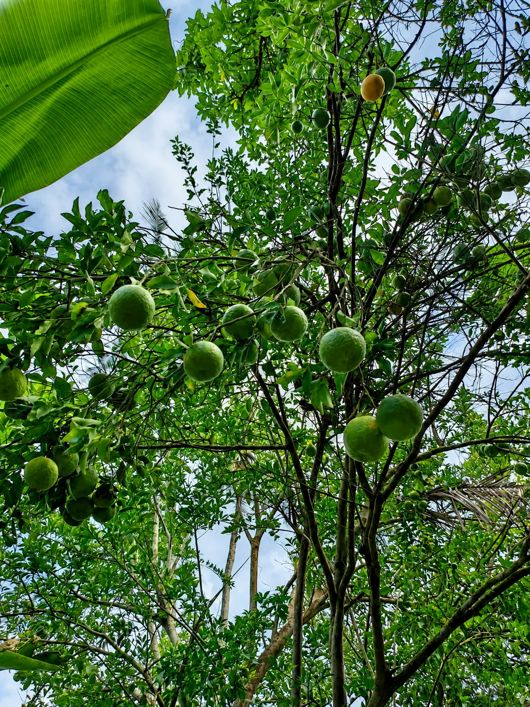 Fruit tree canopy at Gitonga's Golden Farm
