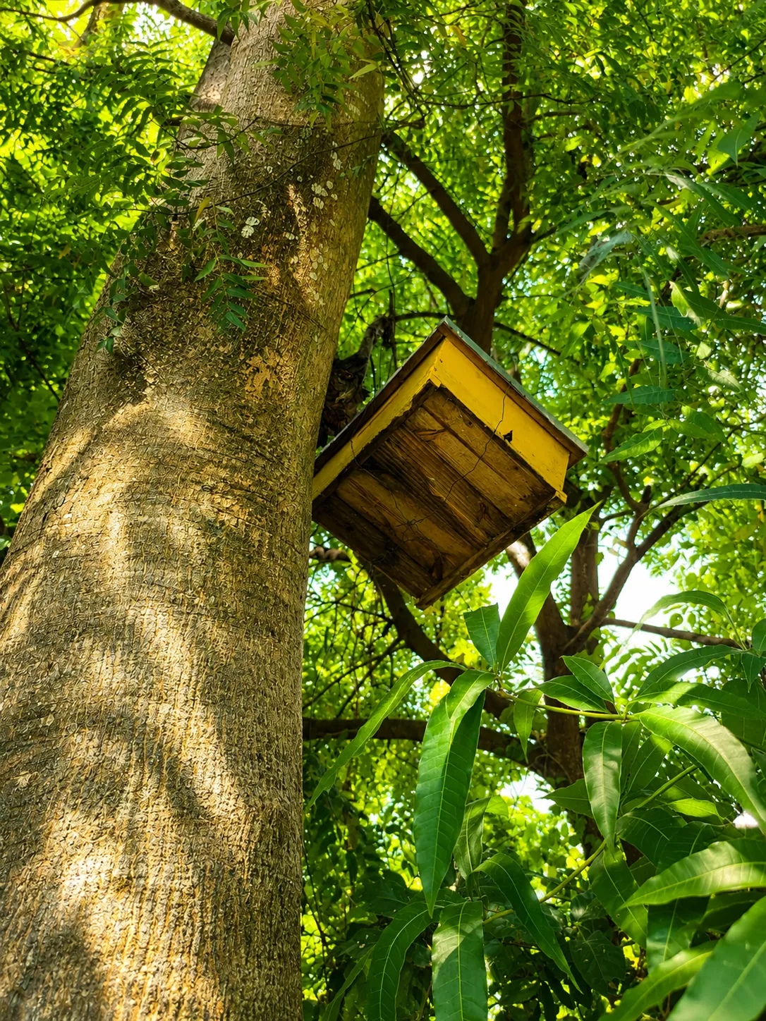 Tree hive box in the farm trees